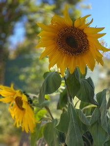 Sunflower PomPom Garland